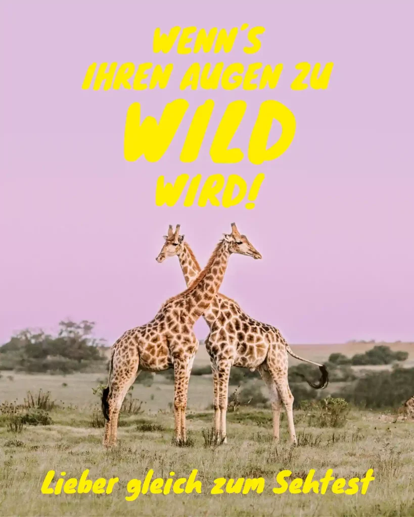 Zwei Giraffen mit den Hälsen über Kreuz in einer Wüstenlandschaft